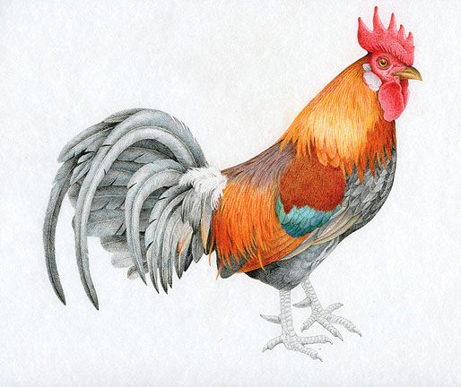 514x432 Colored Pencil Sketches Colored Pencil Rooster Day 5 Final