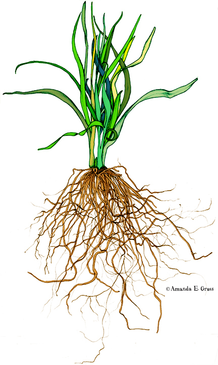432x724 Onion Plant W Root System Botanical Drawing On Behance Tattoos
