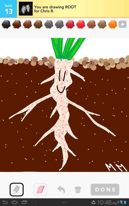 500x800 Root Drawings