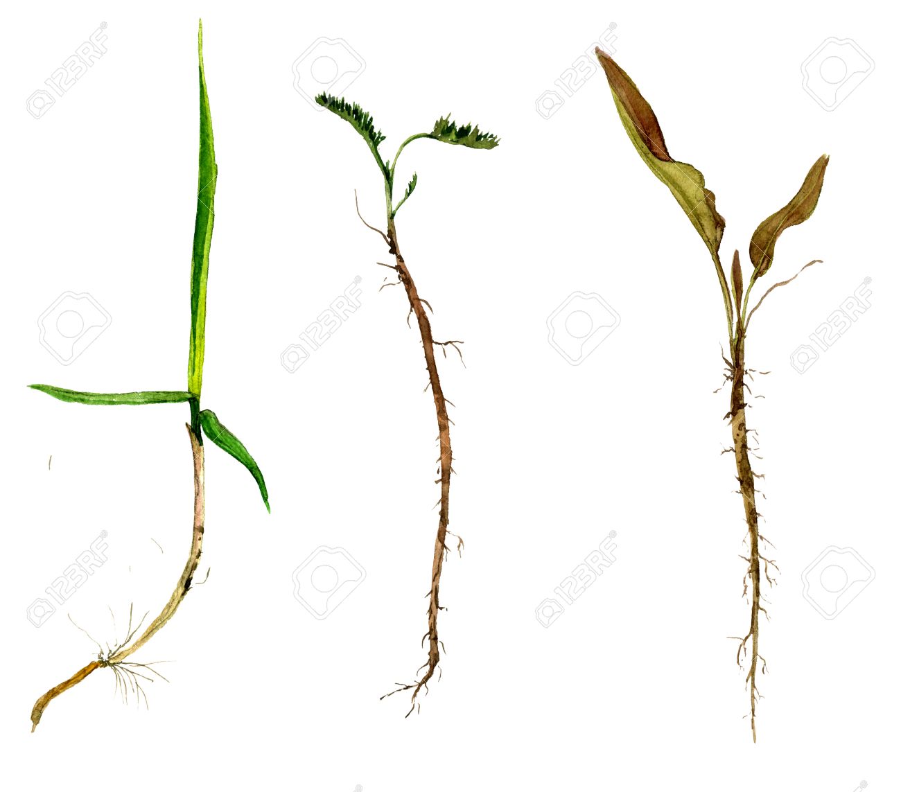 1300x1143 Set Of Watercolor Drawing Wild Flowers, Herbs And Grass