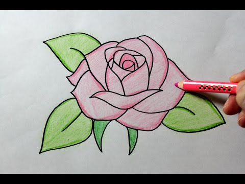 480x360 Drawing A Rose