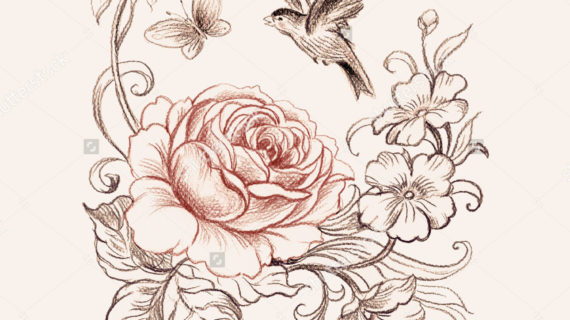 570x320 Rose And Butterfly Drawing Graphic Pencil Drawing Roses Bird