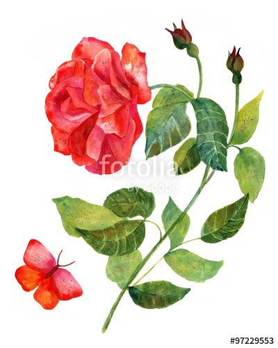 400x500 Vintage Watercolor Drawing Of Red Rose With Butterfly, On White