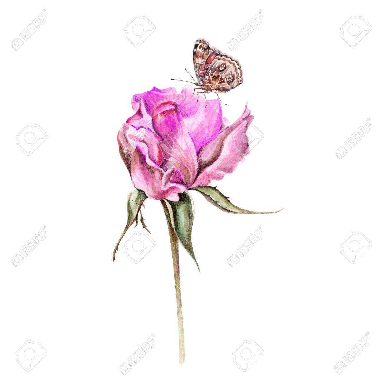 1300x1300 Watercolor Realistic Rose And Butterfly. Hand Drawing Illustration
