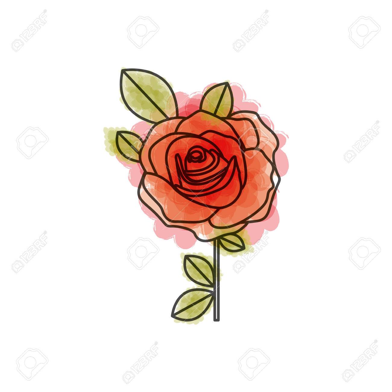 1300x1300 Watercolor Drawing Of Flowered Red Rose With Leaves And Stem