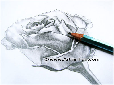 400x300 How To Draw A Rose Learn To Draw Rose Pencil Drawings Art Is Fun