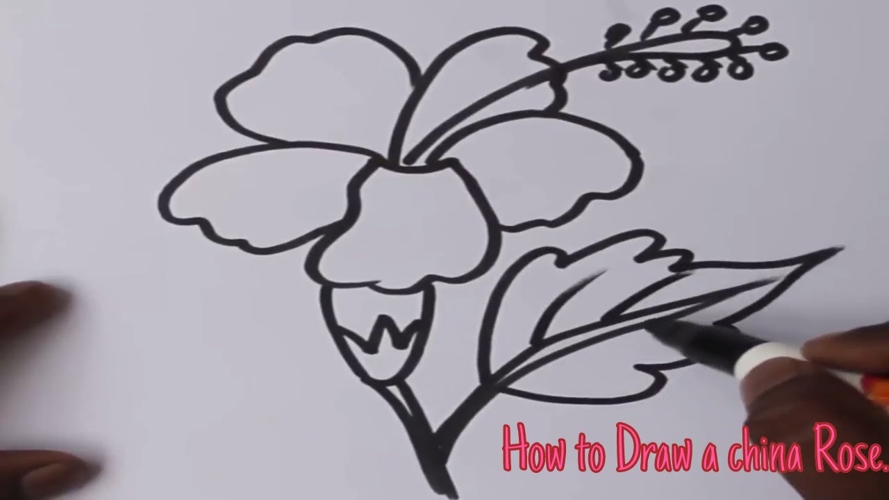 1280x720 How To Draw A China Rose Art For Kids.