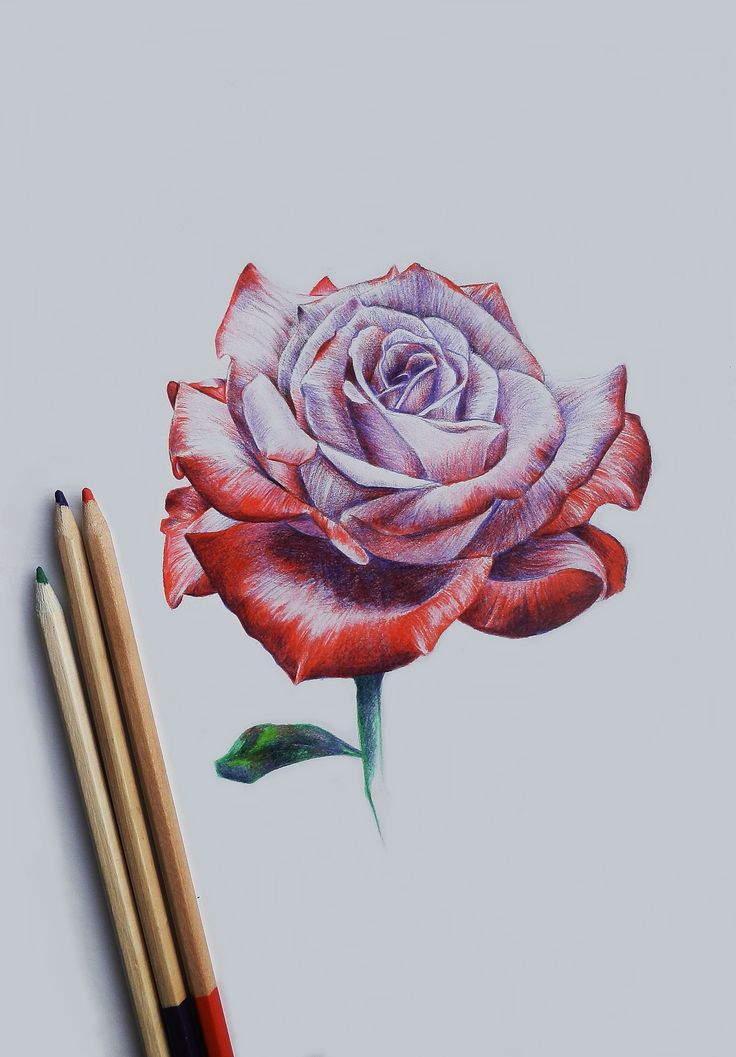 736x1057 Photos Rose Art Pencils 2,