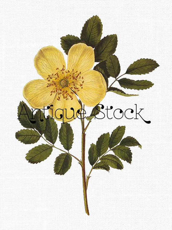 570x760 Flower Clipart