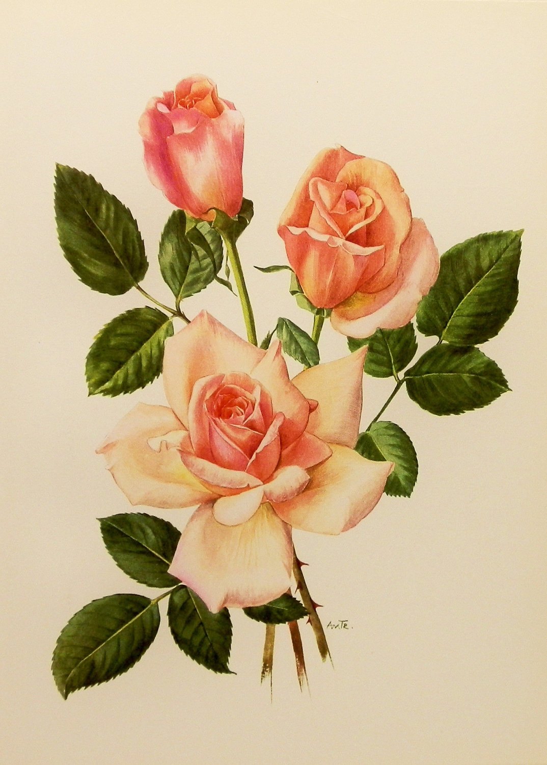 Rose Botanical Drawing at GetDrawings | Free download