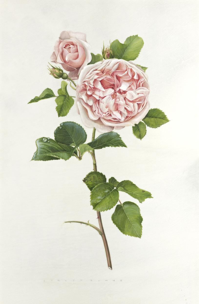 Rose Botanical Drawing at GetDrawings | Free download