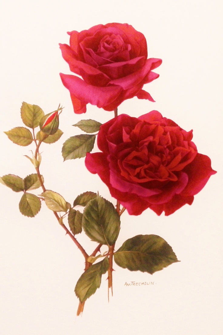 736x1107 Vintage Rose 1960s Hadley Tea Rose, Flower Print