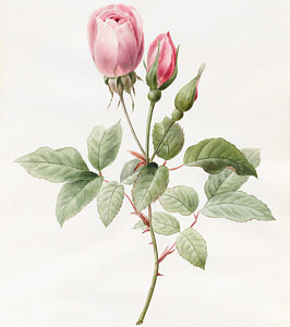 266x300 Rose Bud Drawings Fine Art America