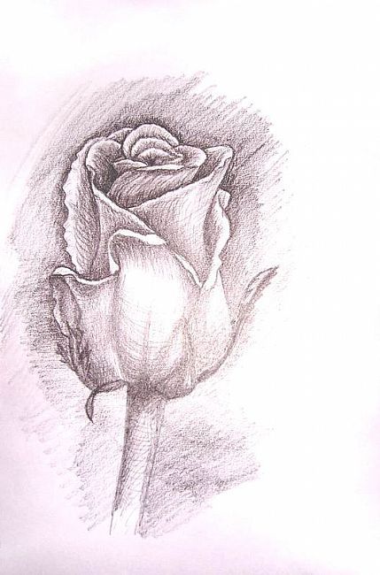 429x650 Rose Drawings In Pencil Art Rose Bud By Artist Sarah Nicola
