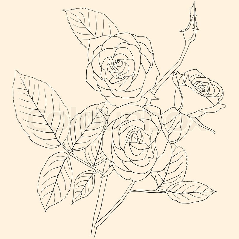 800x800 Hand Drawing Illustration Of A Bouquet Of Roses Stock Vector