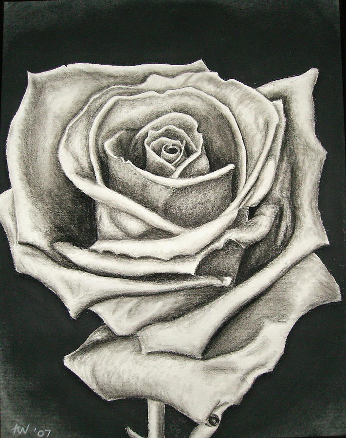 711x900 The Lonely Rose Drawing By Ashley Warbritton