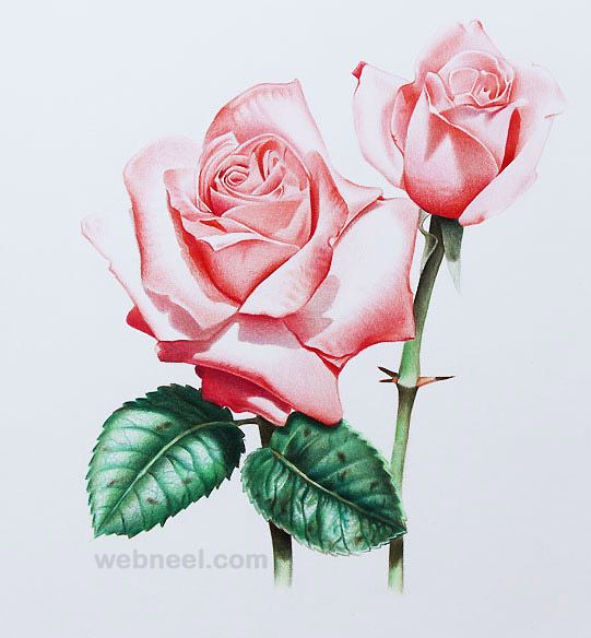 541x584 40 Beautiful Flower Drawings And Realistic Color Pencil Drawings