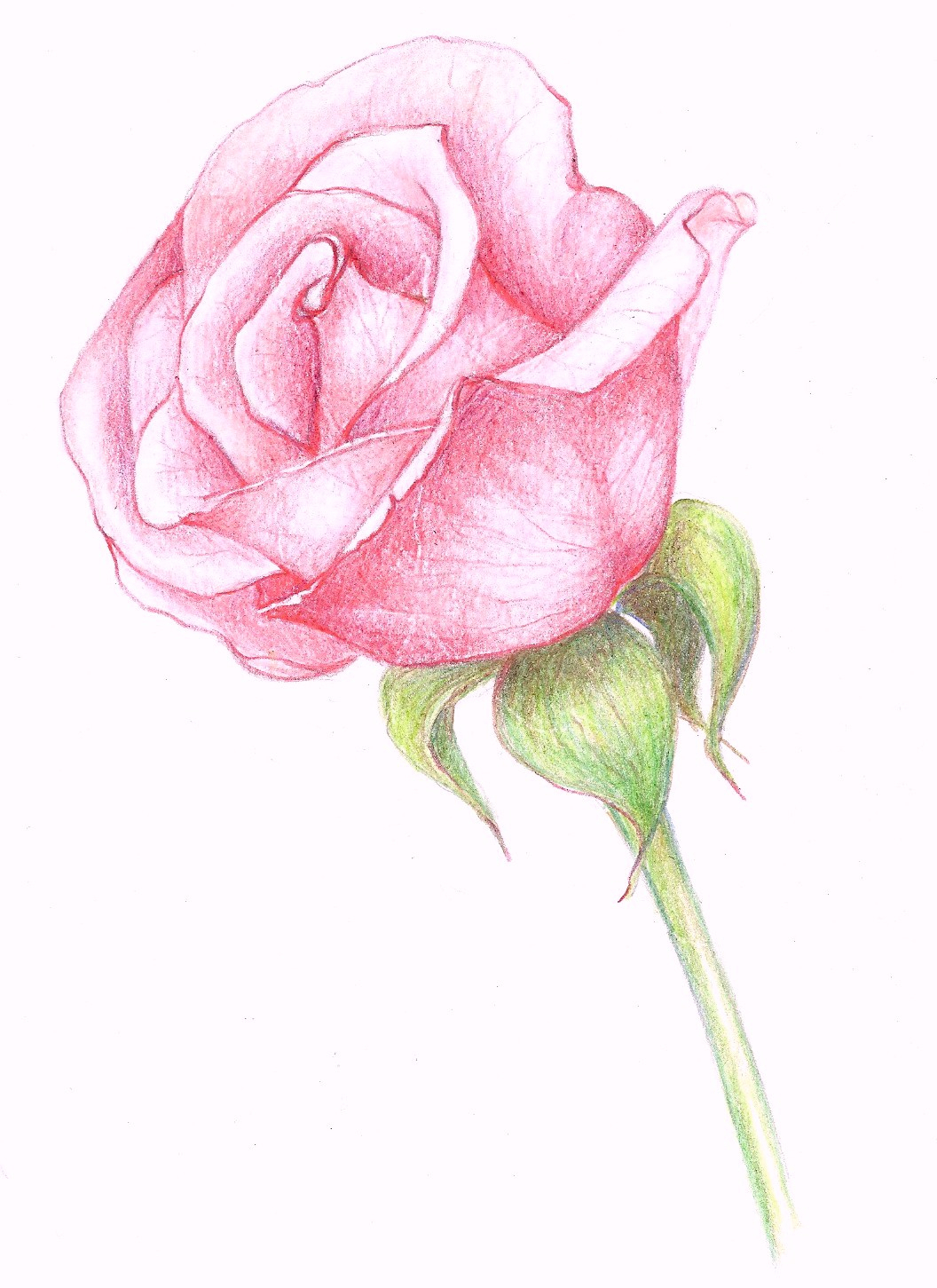 1056x1451 Rose Colorful Sketch Rose Sketch Color Pencil Colored Pencil