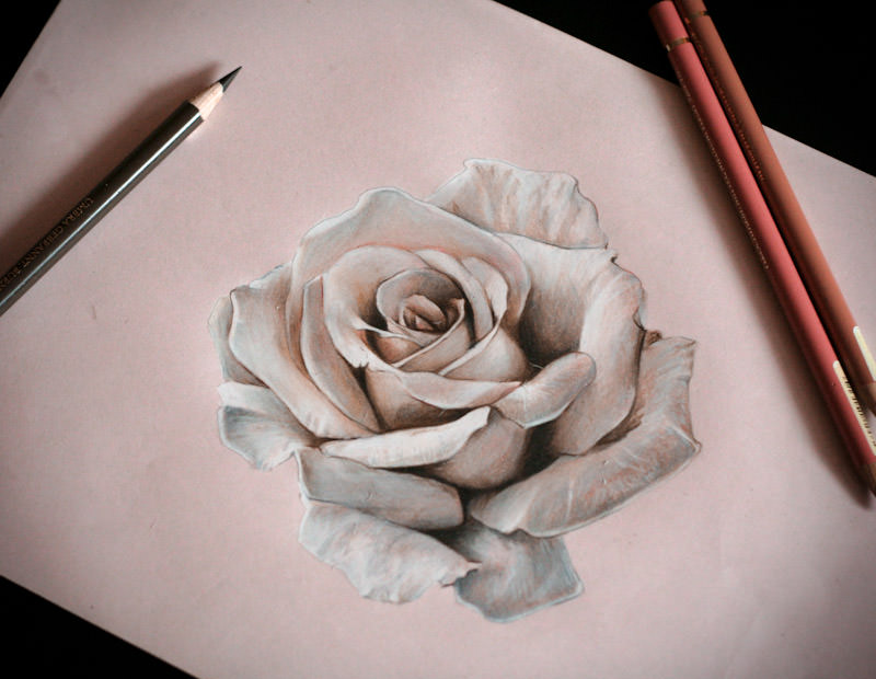 800x620 Rose Drawings