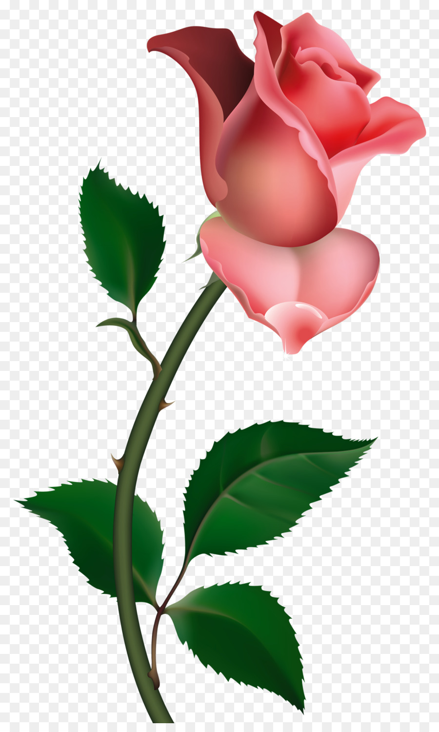 900x1500 Rose Drawing Bud Clip Art