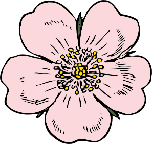 297x282 Wild Rose Clip Art