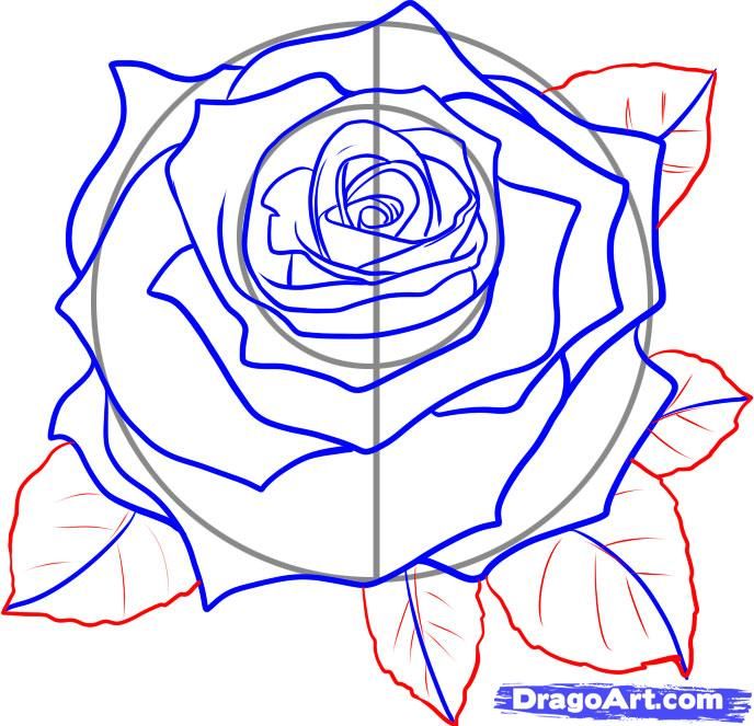 688x663 How To Draw A Rose How To Draw A Realistic Rose, Draw Real Rose