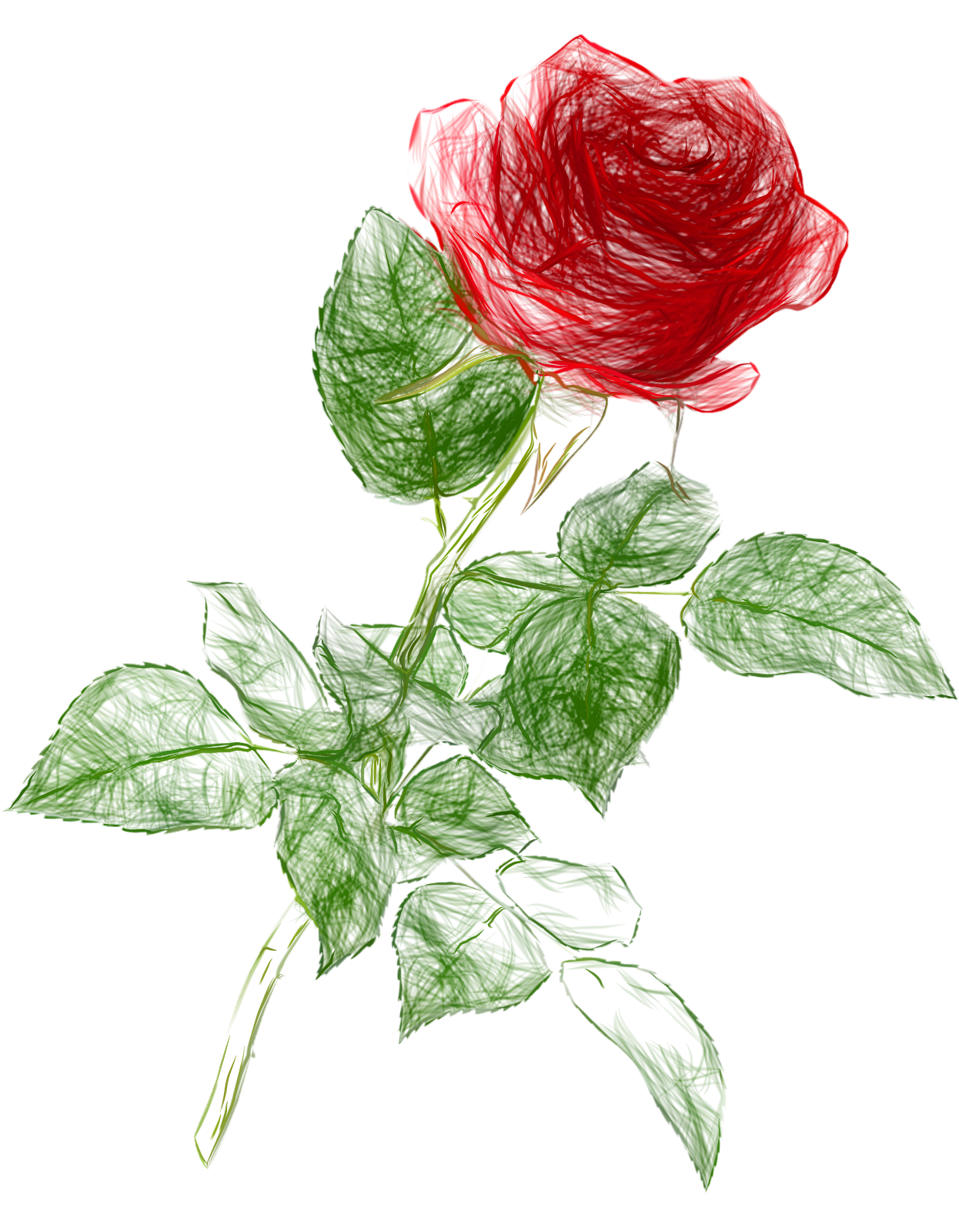 1246x1600 Drawing Pencil Color Rose Png Clipart Picture