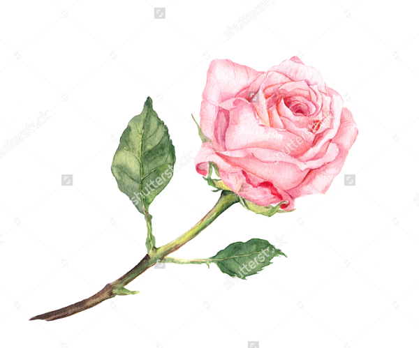 600x499 Drawings Of Roses