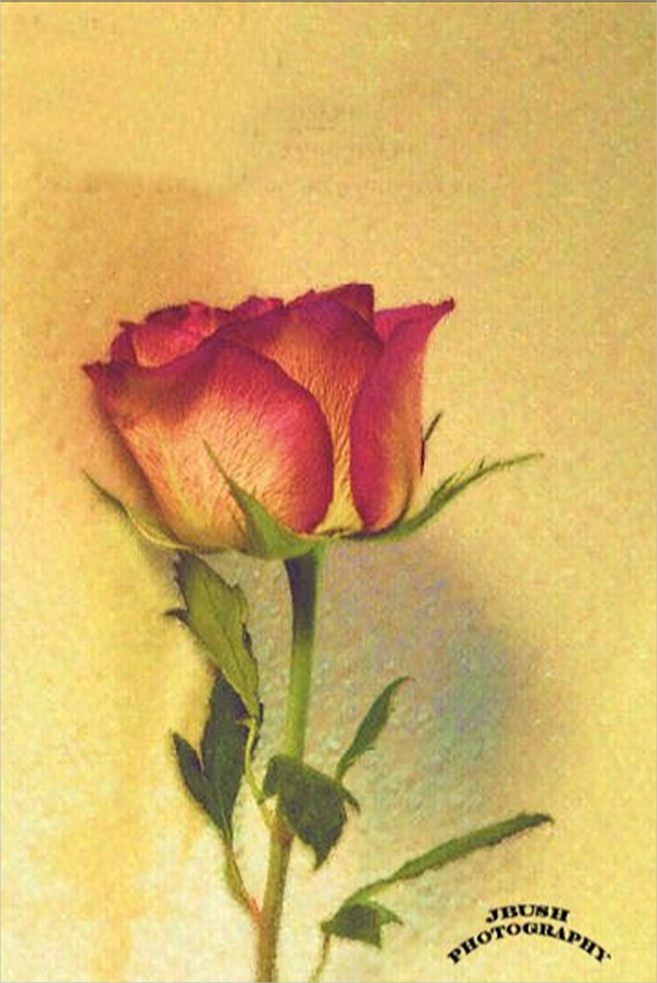 600x898 Rose Drawings