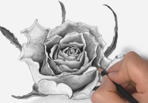 300x210 A Rose Drawing In Pencil Pencil Drawing Sketches Of Flowers Rose