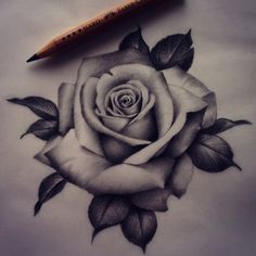 236x236 Black And White Rose Pencil Sketch. Josh Beatson Drawing