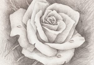 300x210 Pencil Drawing Pictures Of Roses Pencil Drawing Rose Pic Full Hd