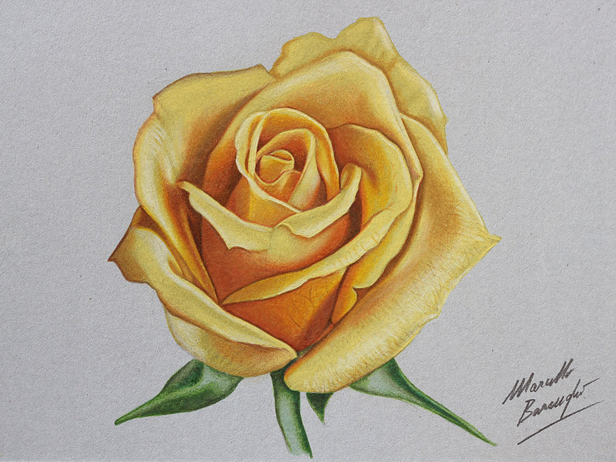 900x675 Yellow Rose Drawing By Marcello Barenghi By Marcellobarenghi