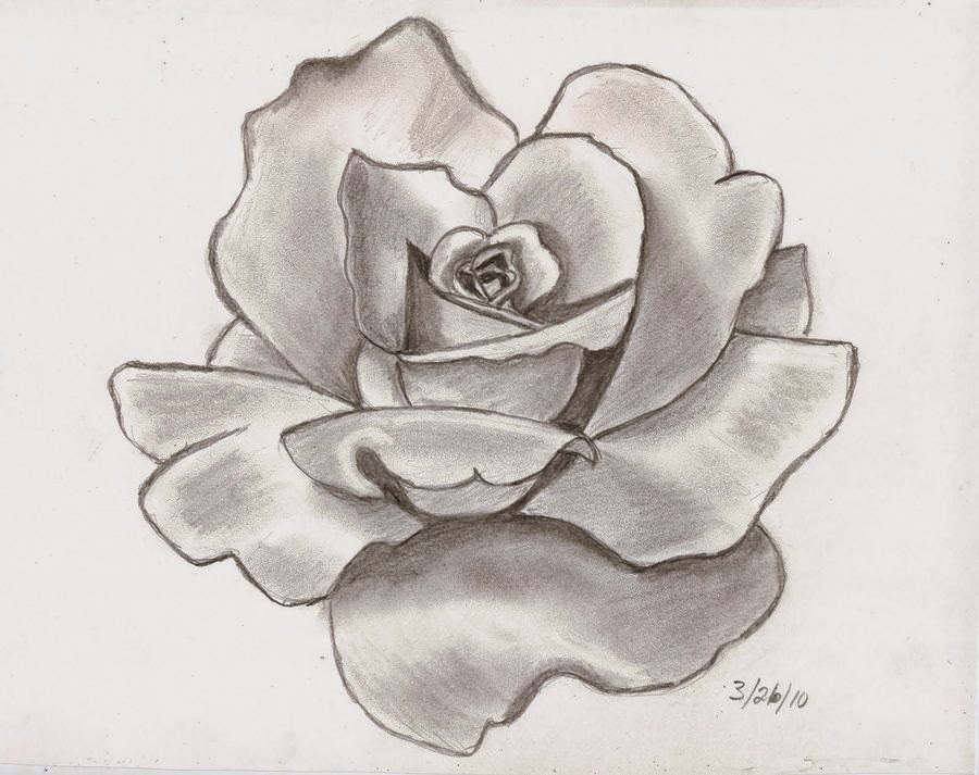 900x713 Rose Drawing ~ The All Image