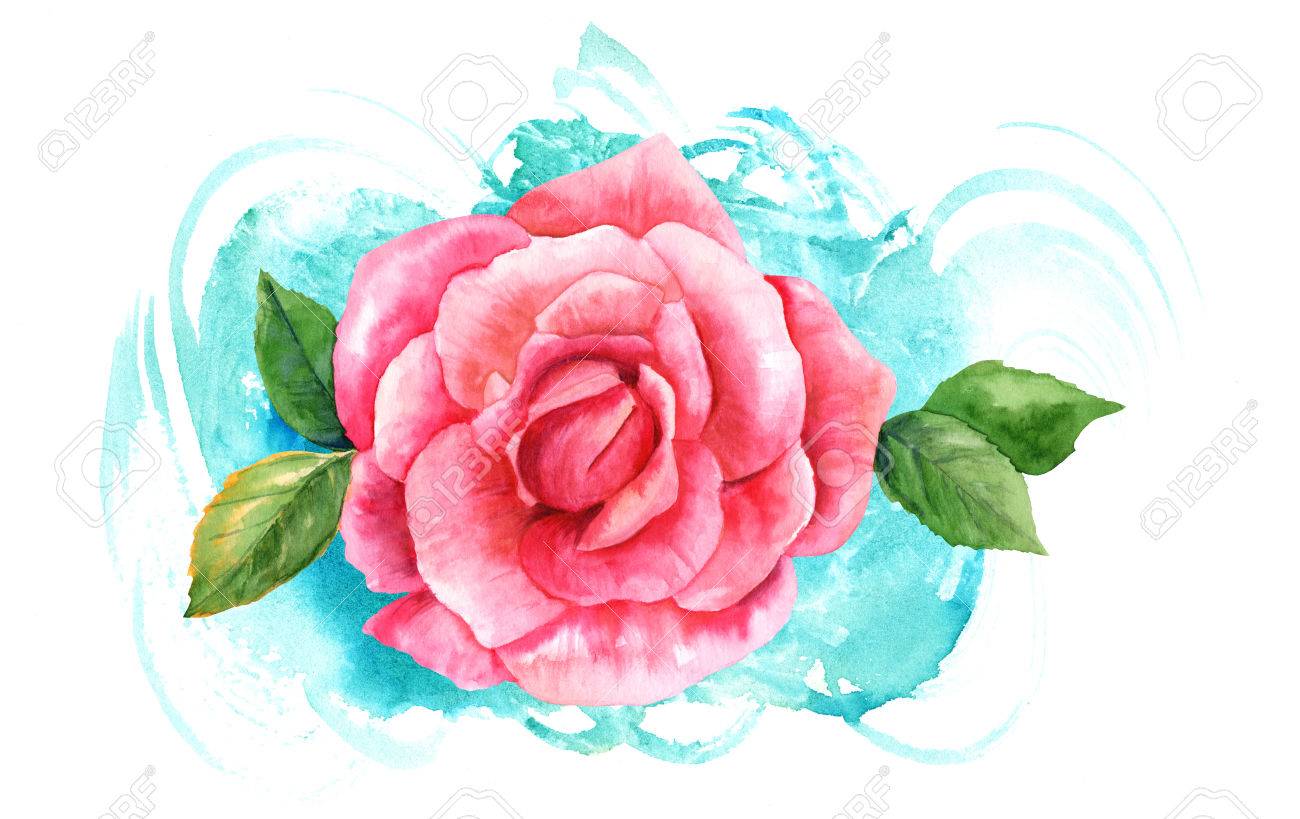 1300x819 Watercolor Pink Rose Drawing On Turquoise Brush Stroke Stock Photo
