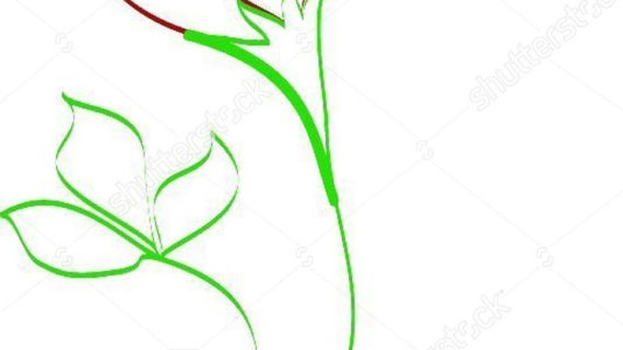 570x320 A Simple Rose Drawing Flower Petal Line Art Sketches