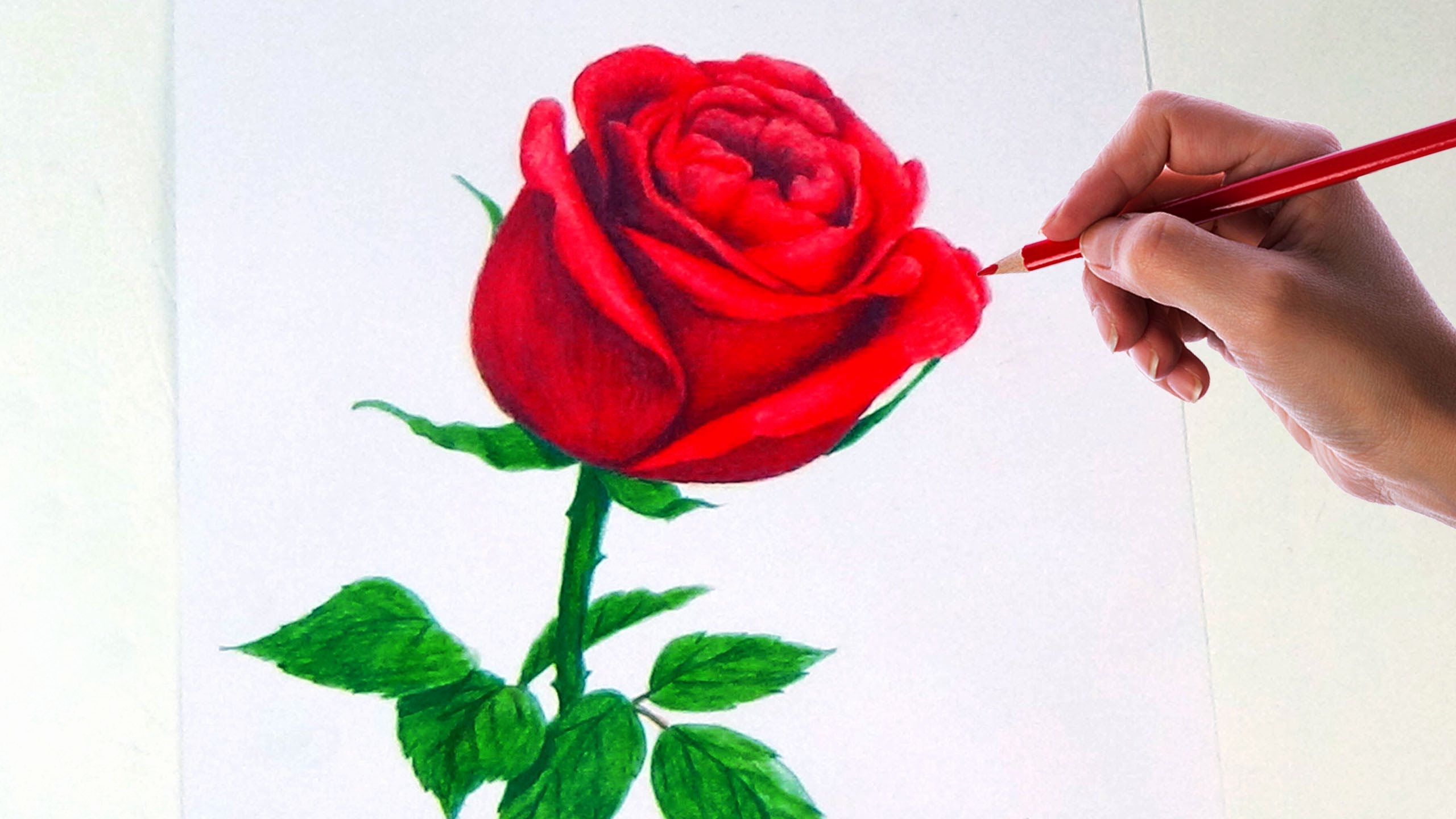 2560x1440 Pics Of Drawn Roses Fresh Drawing A Rose Flower With Simple