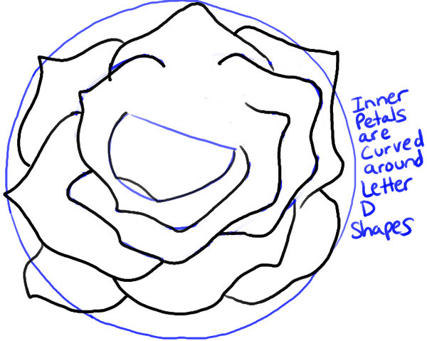 600x479 How To Draw Roses Opening In Full Bloom Step By Step Drawing