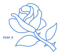 250x220 Rose Drawing Lesson