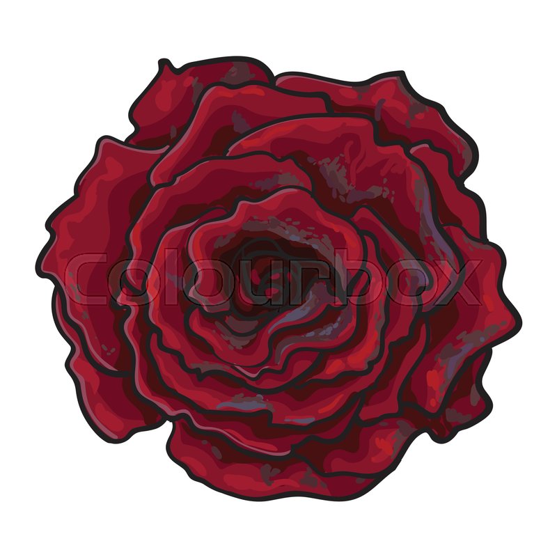 800x800 Deep Red, Ruby Rose Bud, Top View Sketch Style Vector Illustration