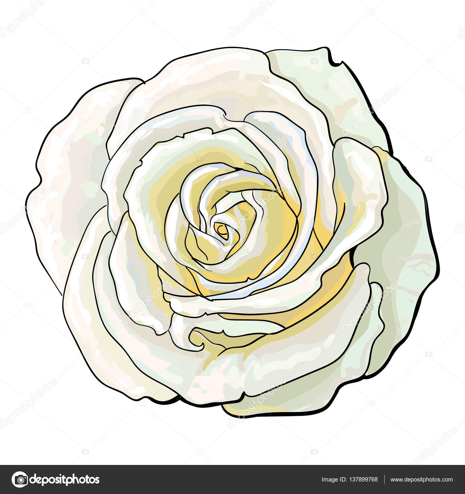 1600x1700 Deep White Rose, Top View Isolated Sketch Vector Illustration