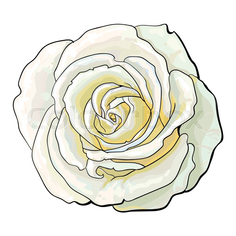 800x800 Deep White Rose Bud, Top View Sketch Style Vector Illustration