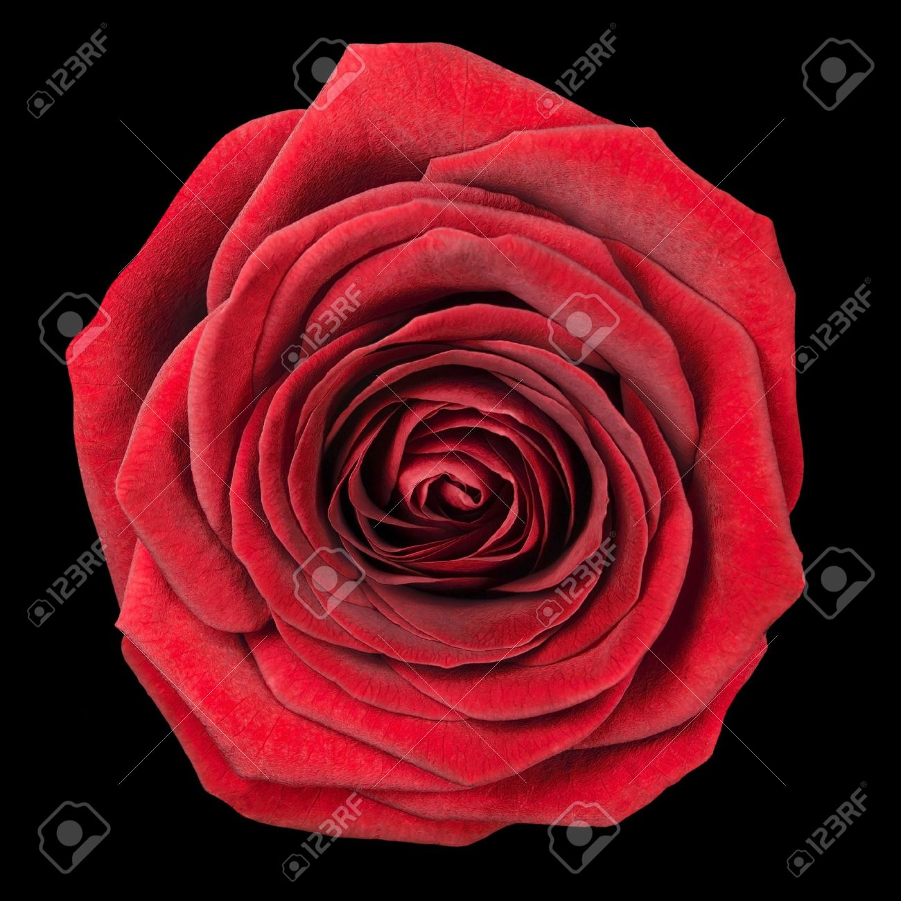 1300x1300 Cliserpudo Black And Red Rose Drawing Images