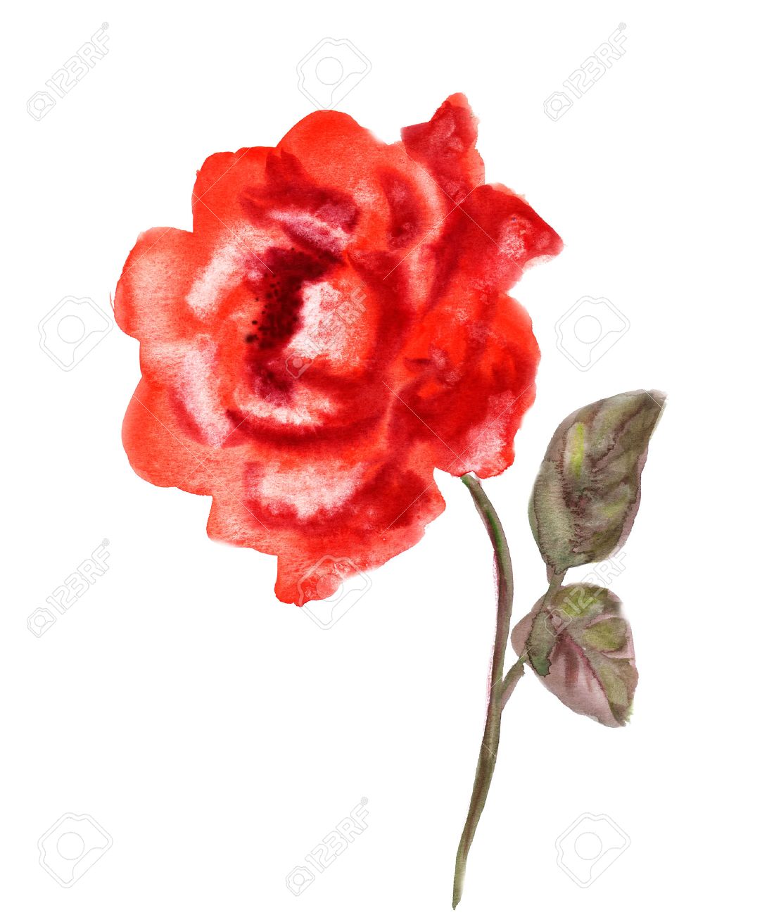 1100x1300 Beautiful Red Rose Flower, Watercolor Wet Drawing Illustration