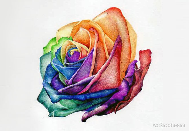 660x458 Rose Flower Drawing 2