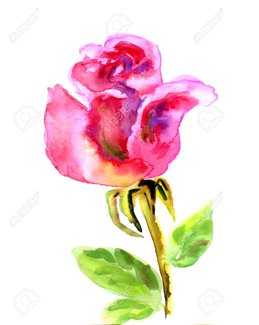 1035x1300 Beautiful Red Rose Flower, Watercolor Wet Drawing Illustration