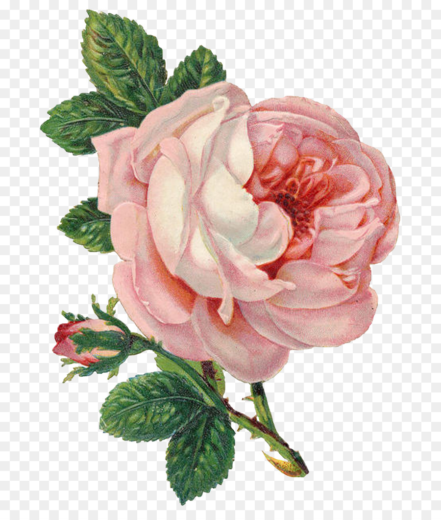 900x1060 Rose Flower Drawing Clip Art