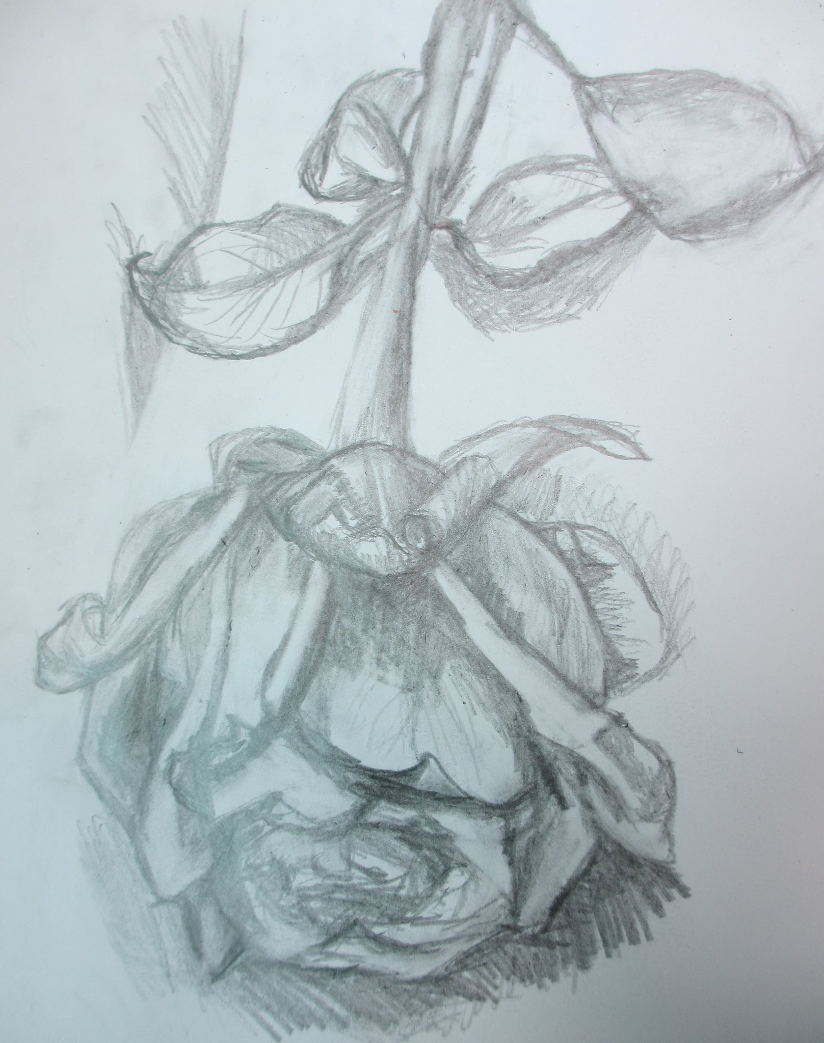 1617x2048 Pencil Sketches Of Rose Flowers Pencil Drawing Half Dead Rose