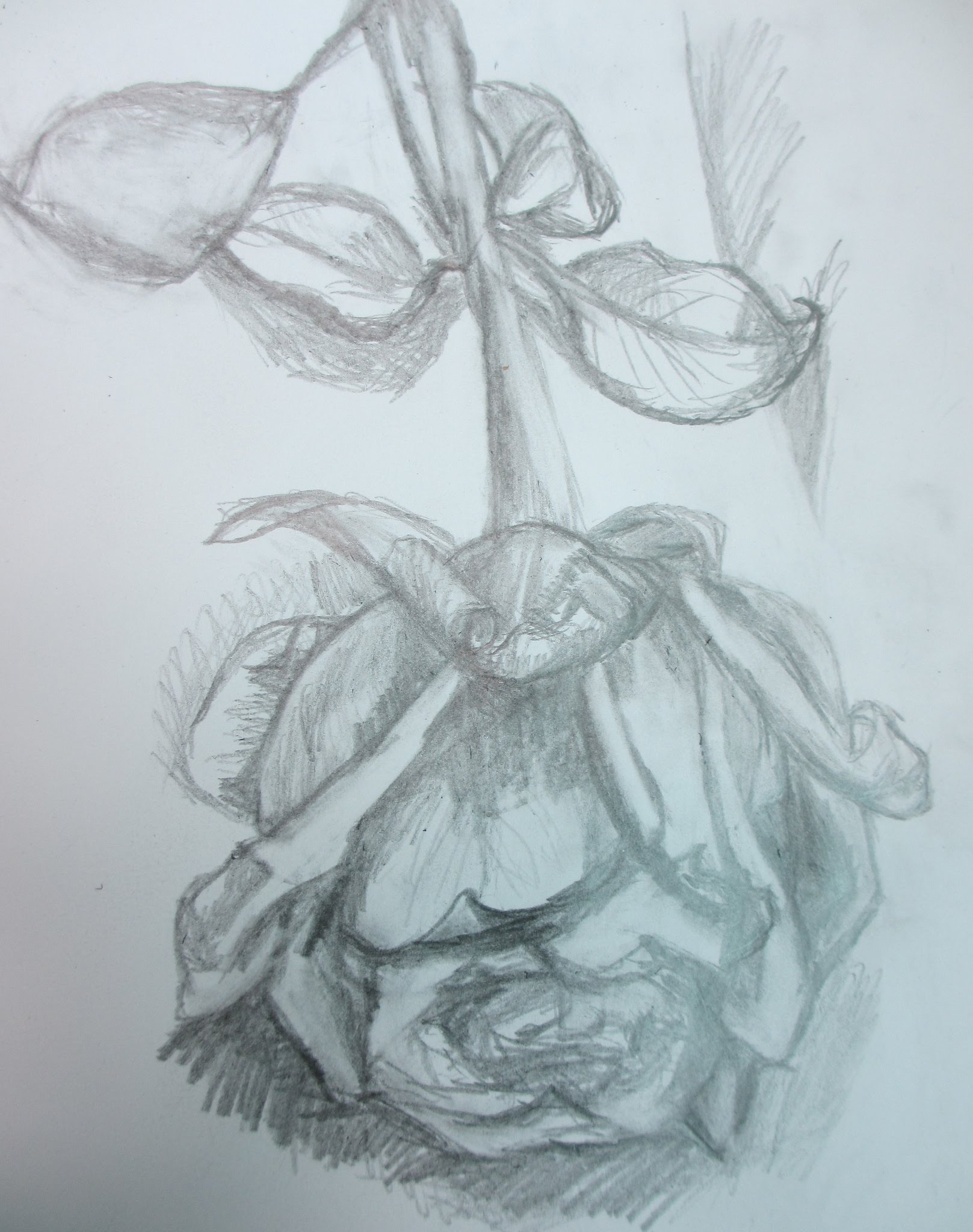 1617x2048 Pencil Drawing Half Dead Rose Flower