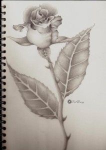 212x300 Rose Pencil Drawing Roses